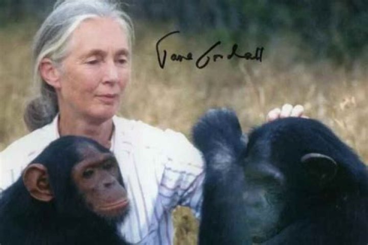 Jane Goodall Highlights
