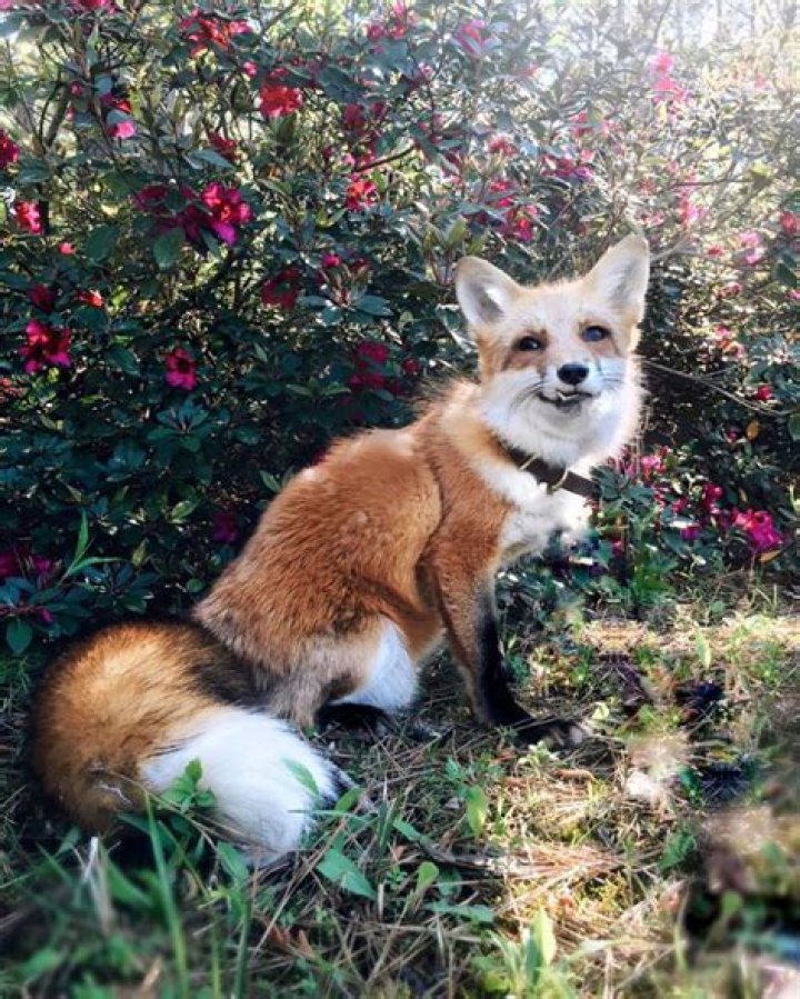 Juniper Fox in Nature