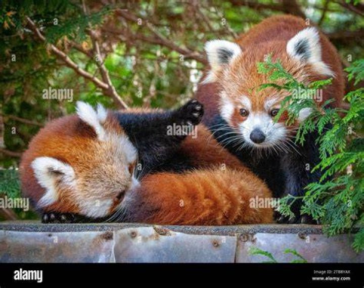 Panda- Jujutsu Kaisen Panda and his siblings