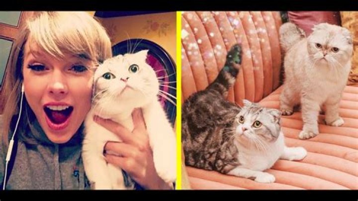 Taylor Swift Pets