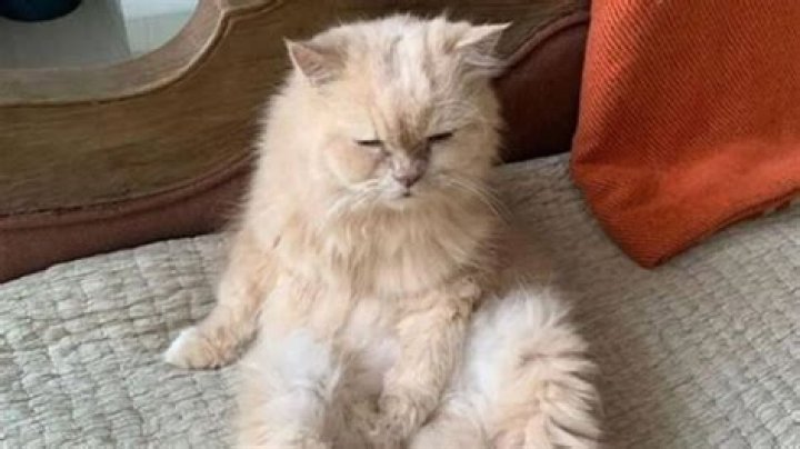 Tiger Shroff Pets